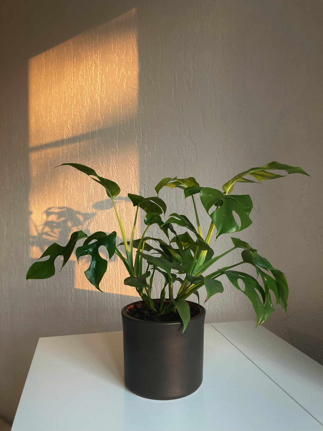 Transform Your Space with Beautiful Indoor Plants & Blooms