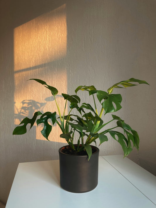 Transform Your Space with Beautiful Indoor Plants & Blooms