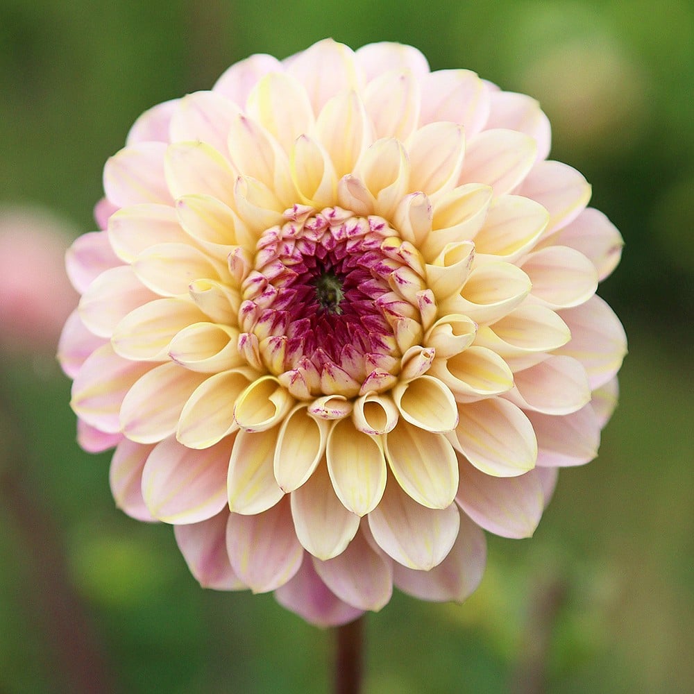 Dahlia