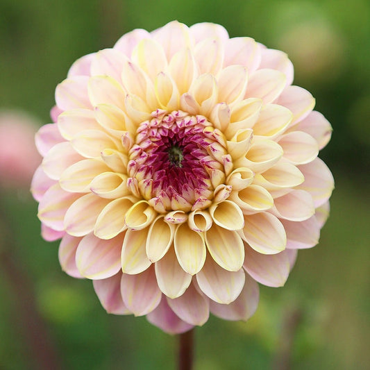 Dahlia