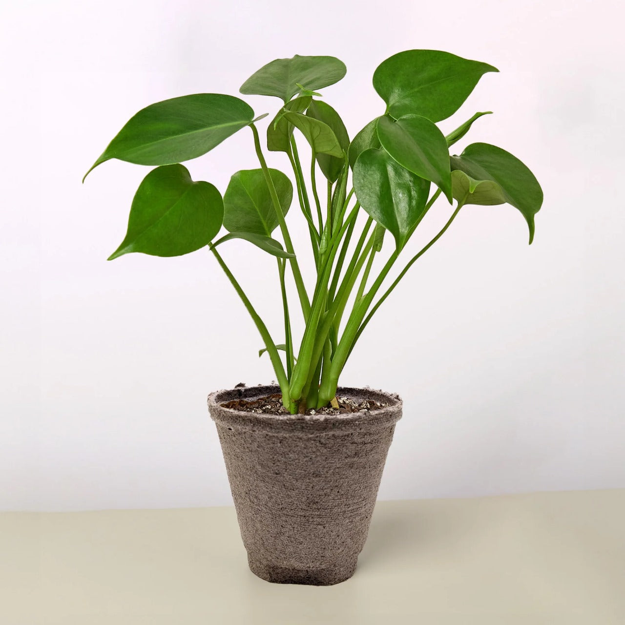 brown pot plant