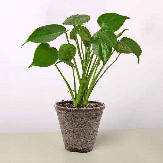 brown pot plant