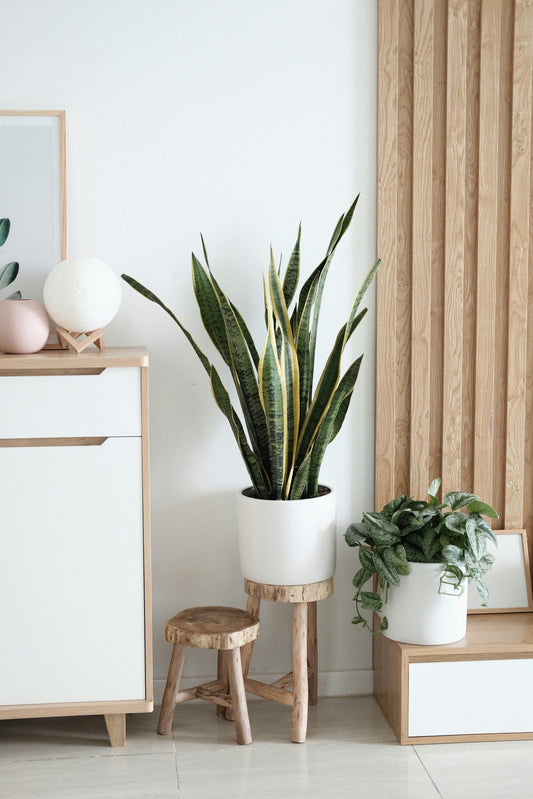 palm